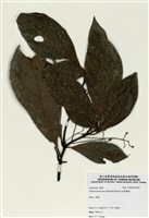 藏品(臺灣雅楠)的圖片